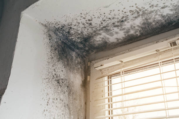 Affordable Bathroom Mold Removal solutions in Rockwood, VA
